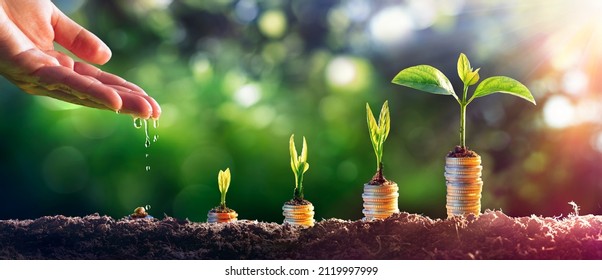 Money Plant - Financial Growth Investment - Growing Business Concept