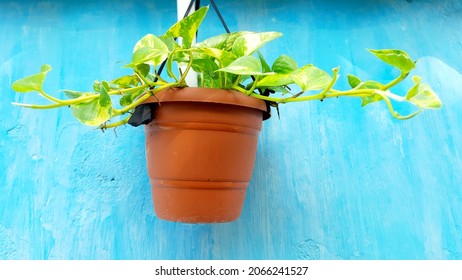 Money Plant Growing In A Hanging Pot