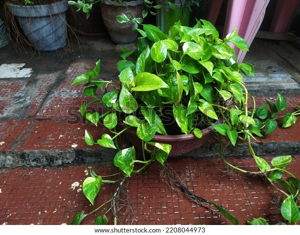 Money plant growing in a pot in brown tiles\
surface. Epipremnum aureum or pinnatum and Scindapsus aureus is the\
scientific name for money plant. Common names are Pothos, Devils\
Ivy and Silver Vine.