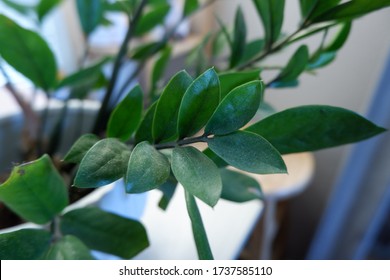 Money Tree, Australian Laurel, Japanese Pittosporum