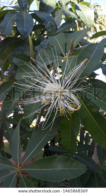 money tree bloom