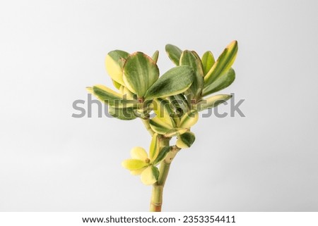 Money tree Crassula alba var. alba.Wall cover. Sukulent. Bonsai style. Plant for home