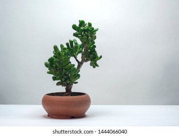 Money Tree Crassula Gollum. Monster. Sukulent. Bonsai style. Plant for home