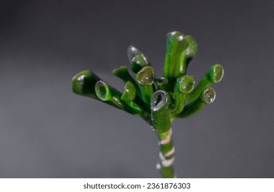 Money Tree Crassula Ogre ears. Monster. Sukulent. Bonsai style. Plant for home