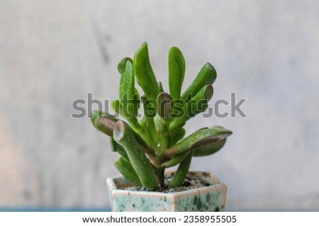 Money Tree Crassula Ogre ears. Monster. Sukulent. Bonsai style. Plant for home