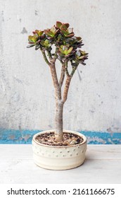 Money Tree Crassula ovata Crosby's Compact. Bonsai style. Ornamental plant for home