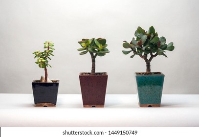 Crassula Images Stock Photos Vectors Shutterstock - 