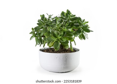 Money tree (Crassula ovata) succulent plant with thick leaves potted as decorative houseplant in a wide ceramic planter, isolated with small shadows on a white background, copy space, selected focus