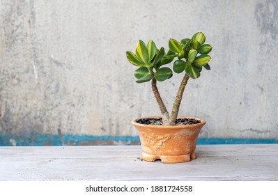 Money tree Crassula Solana var. obliqua f. variegata. Wall cover. Sukulent. Bonsai style. Plant for home
