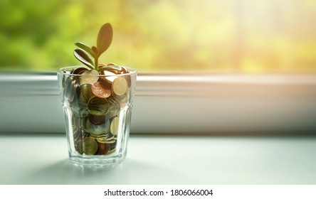 Money Tree Growing Out Of Coin Jar On Sunny Window Sill - Savings, Investment And Retirement Fund Concept. Copy Space