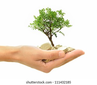 Money Tree In Hand