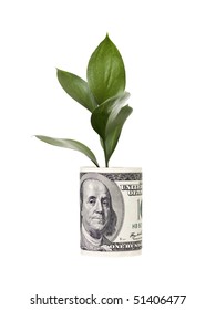 Money Tree Isolated On White Background