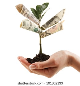 Money Tree On His Hand Of Women. A Symbol Of Financial Success.