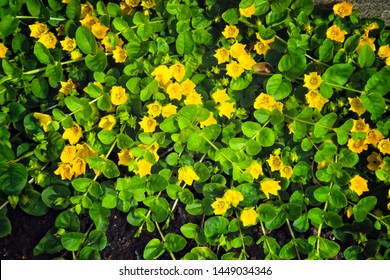 Moneywort, Lysimachia nummularia, Goldilocks plants and yellow flowers lie on sundstone in the garden.