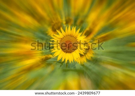 sunflowers Umwelt Natur