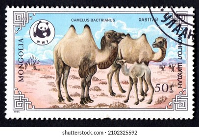 Mongilia CIRCA 1985: stamp printed in Mongolia showing family of Bactrian Camel (Camelus bactrianus) in Gobi Desert, Animals. Bactrian camels standing in desert. Post stamp with camel on sand