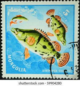 MONGOLIA - CIRCA 1978: A Stamp Printed By Mongolia Show The Fishes Siniperca Chuatsi, Circa 1978