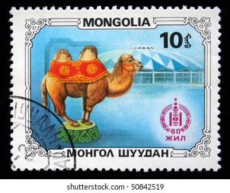 MONGOLIA - CIRCA 1981: A Post Stamp Printed In Mongolia Shows Camel In The Circus, Series Honoring 60 Years Of Mongolian Peoples Republic, Circa 1981