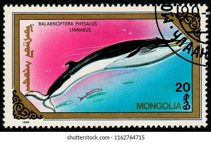 MONGOLIA - CIRCA 1990: A stamp printed in Mongolia shows an image of a  fin whale (Balaenoptera physalus), also known as finback whale or common rorqual.