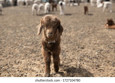 mongolian baby goat