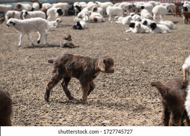 Mongolian Baby Goat, Baby Sheep