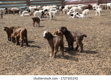 Mongolian Baby Goat, Baby Sheep, Cashmere