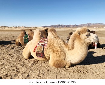 Mongolian Camels Gobi Desert Stock Photo 1230430735 | Shutterstock