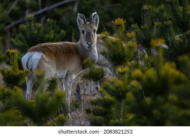 Mongolian Gazelle Is A Rare Animal. In The Past Few Years Russia Has Witnessed O Mass Migration Of These Antelopes Into The Trans-Baikal Region.