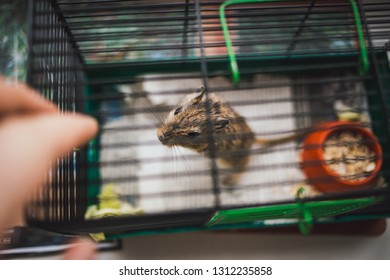 Mongolian Gerbil In A Cage