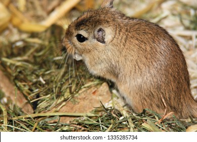 Mongolian Gerbils (Meriones)