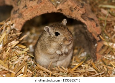 Cute animals  Mongolian-gerbils-meriones-260nw-1335285743