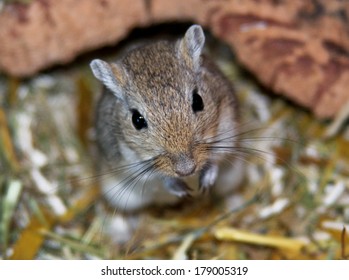 Mongolian Gerbils (Meriones)