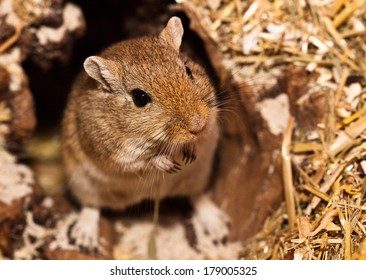 Cute animals  Mongolian-gerbils-meriones-260nw-179005325