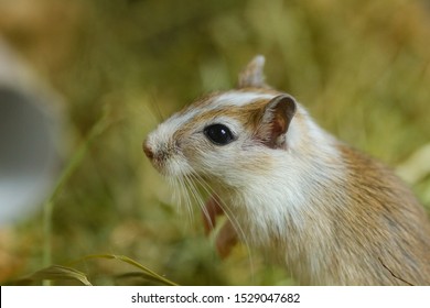 Mongolian Gerbils (Meriones) As Pet