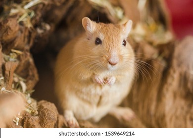 Mongolian Gerbils (Meriones) As Pet