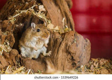 Cute animals  Mongolian-gerbils-meriones-pet-260nw-1539649226