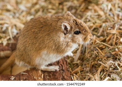 Mongolian Gerbils (Meriones) As Pet