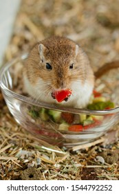 Mongolian Gerbils (Meriones) As Pet