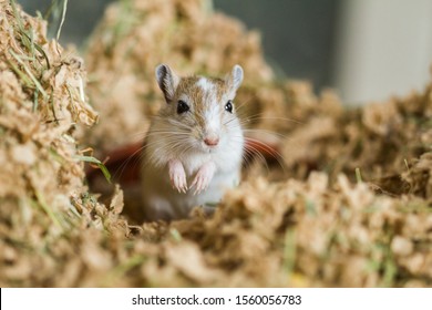 Cute animals  Mongolian-gerbils-meriones-pet-260nw-1560056783