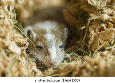 Mongolian Gerbils (Meriones) As Pet