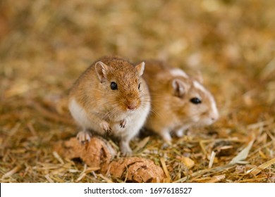 Cute animals  Mongolian-gerbils-meriones-pet-260nw-1697618527