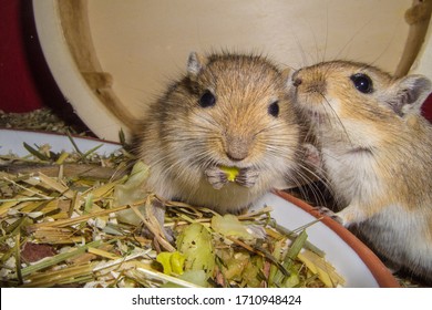 Cute animals  Mongolian-gerbils-meriones-pet-260nw-1710948424