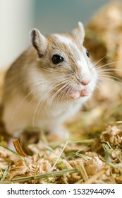 Mongolian Gerbils (Meriones) As Pets