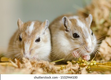 Cute animals  Mongolian-gerbils-meriones-pets-260nw-1532944100