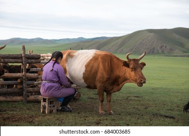 Mongolian Girl Milking A Cow