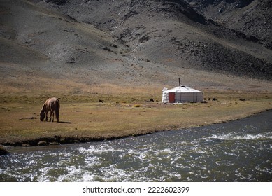 Mongolian Horse Grazing At Summer Pasture.