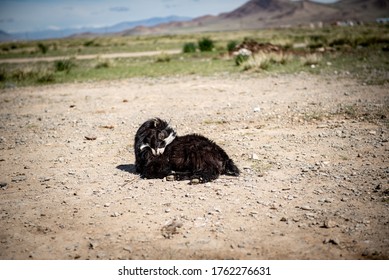 A Mongolian Kid Laying In The Ground Before Summer Pasture.