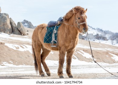 Mongolian Pony Horse Saddled In Pasture 