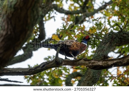 mongolian ringneck type common pheasant perched in an oak tree