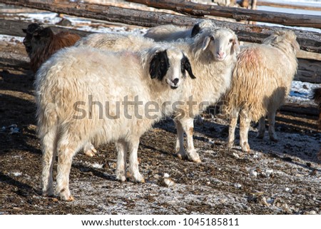 mongolian sheep in small barn